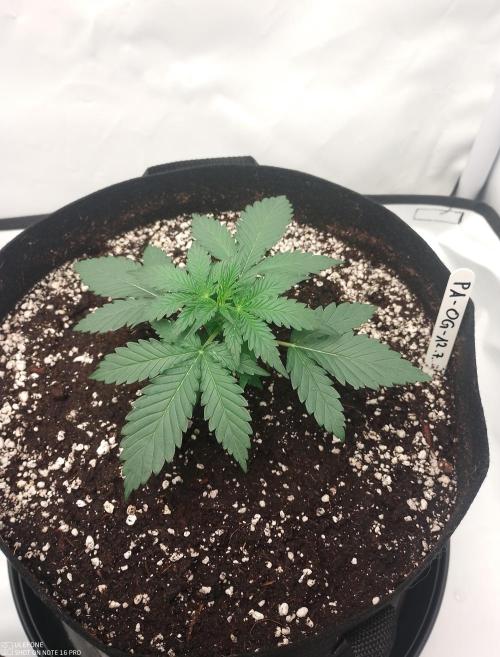Pineapple OG Auto. Week 2