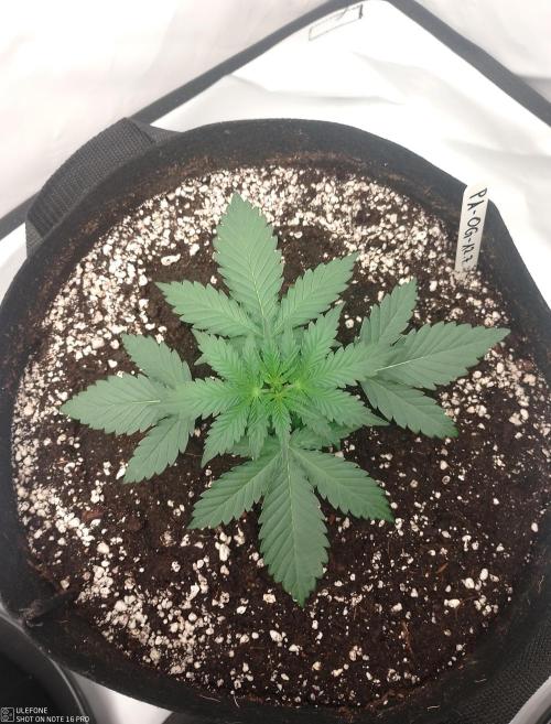 Pineapple OG Auto. Week 2