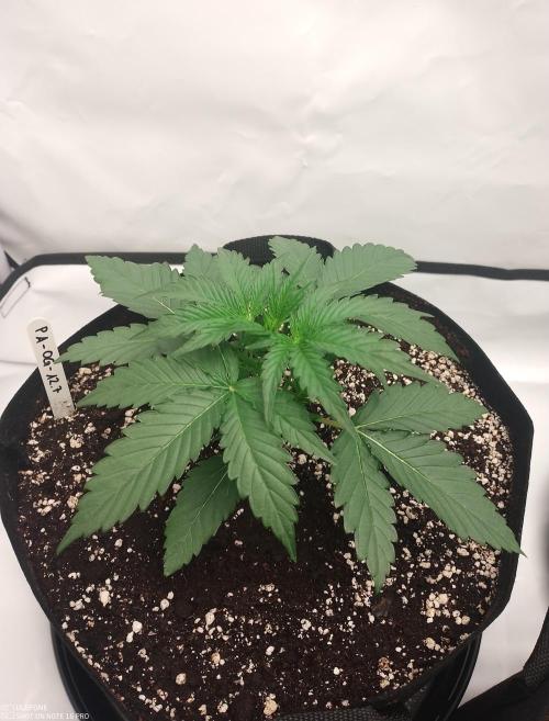 Pineapple OG Auto. Week 2