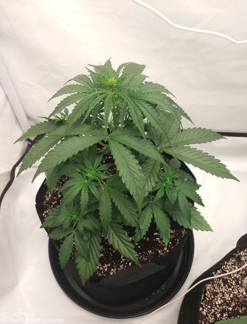 Pineapple OG Auto. Week 3