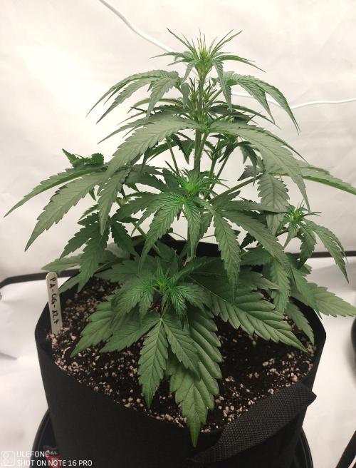 Pineapple OG Auto. Week 3