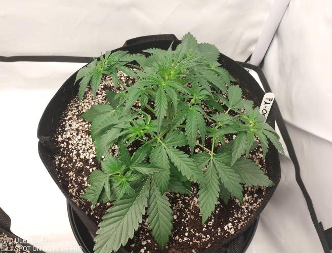 Pineapple OG Auto. Week 3
