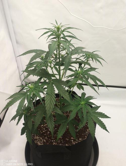 Pineapple OG Auto. Week 3