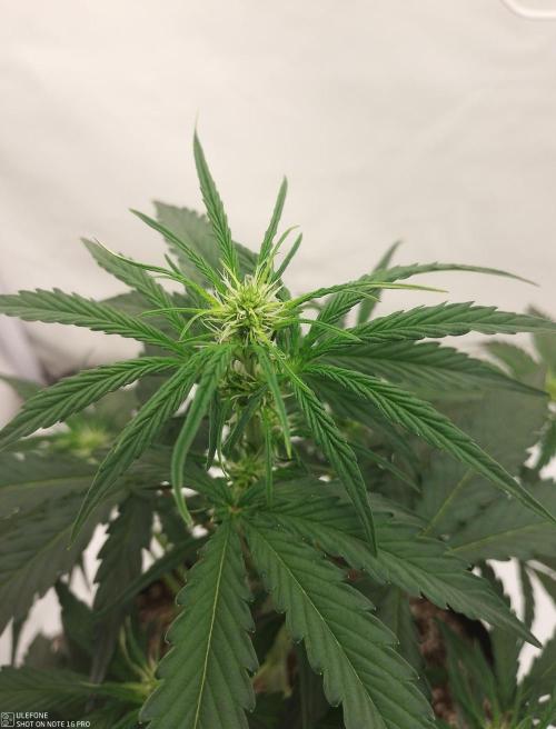 Pineapple OG Auto. Week 3