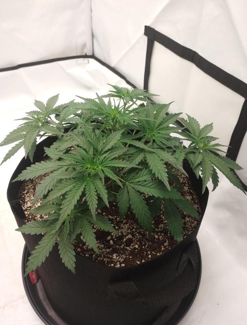 Pineapple OG Auto. Week 3