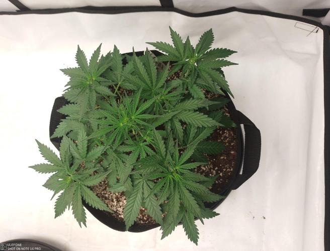 Pineapple OG Auto. Week 3
