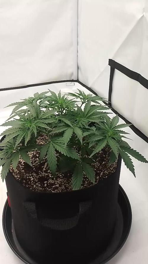 Pineapple OG Auto