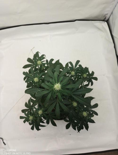 Pineapple OG Auto. Week 4