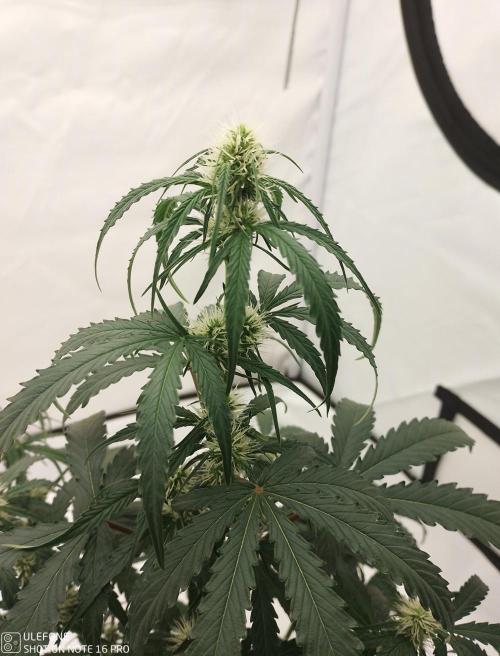 Pineapple OG Auto. Week 4