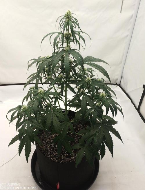 Pineapple OG Auto. Week 4