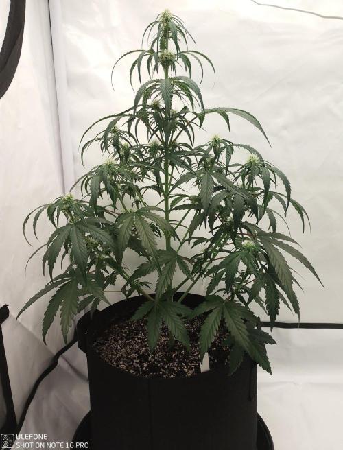 Pineapple OG Auto. Week 4