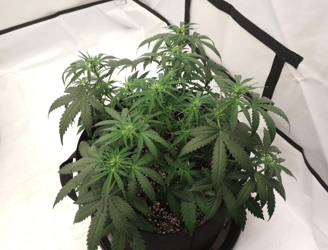 Pineapple OG Auto. Week 4