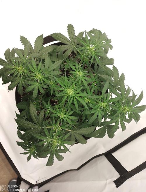 Pineapple OG Auto. Week 4