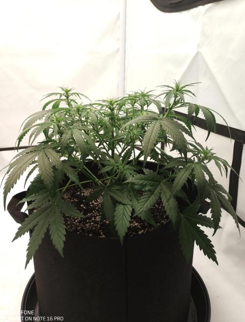 Pineapple OG Auto. Week 4