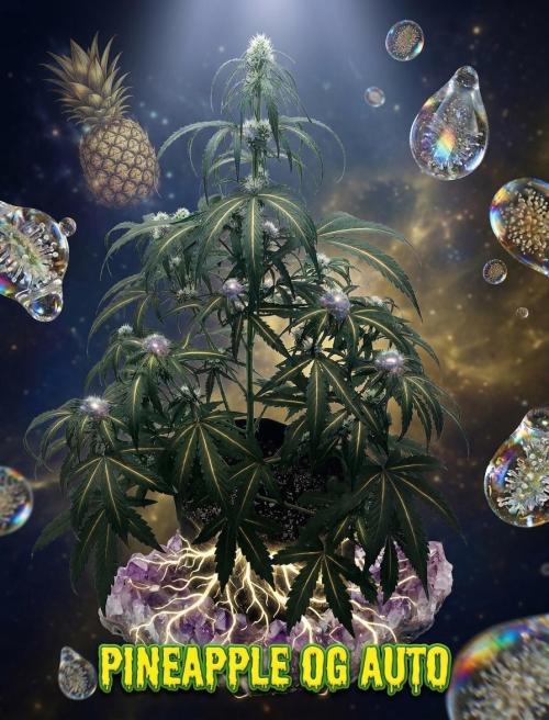 Pineapple OG Auto. Week 4