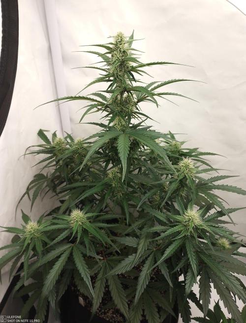 Pineapple OG Auto. Week 5