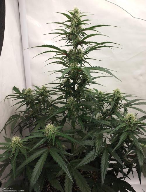 Pineapple OG Auto. Week 5
