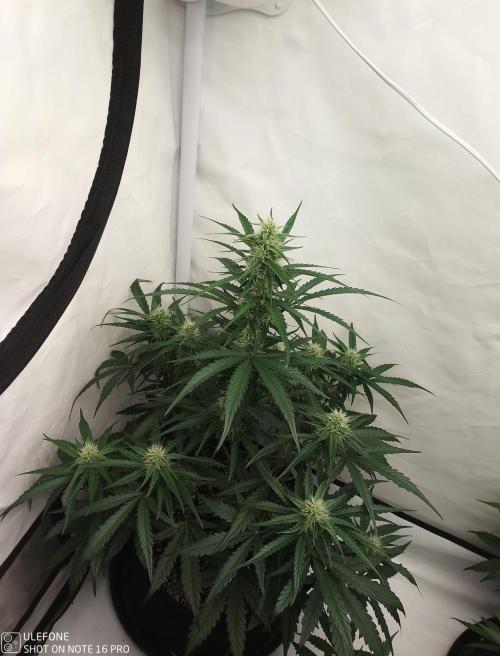 Pineapple OG Auto. Week 5