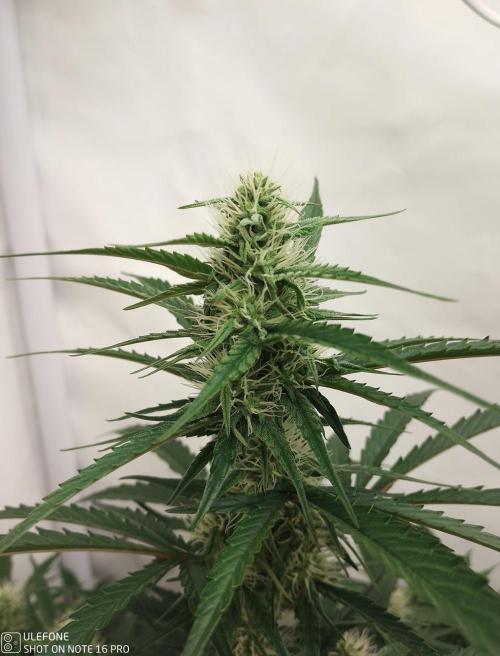 Pineapple OG Auto. Week 5