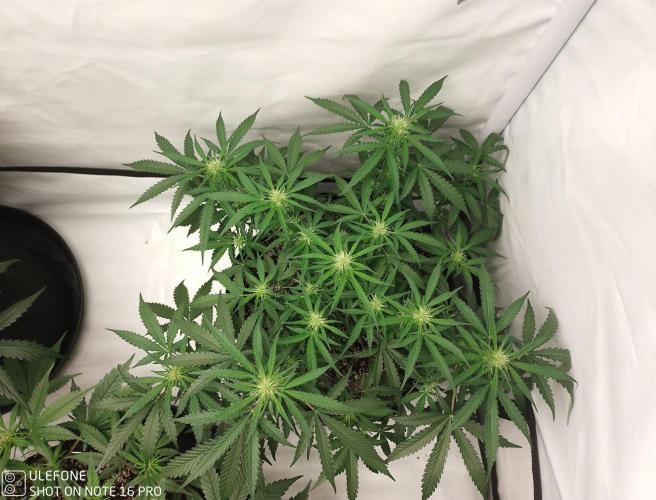 Pineapple OG Auto. Week 5