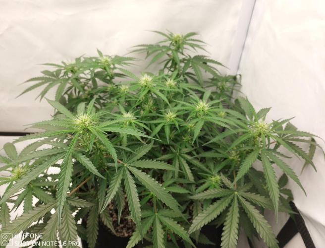Pineapple OG Auto. Week 5