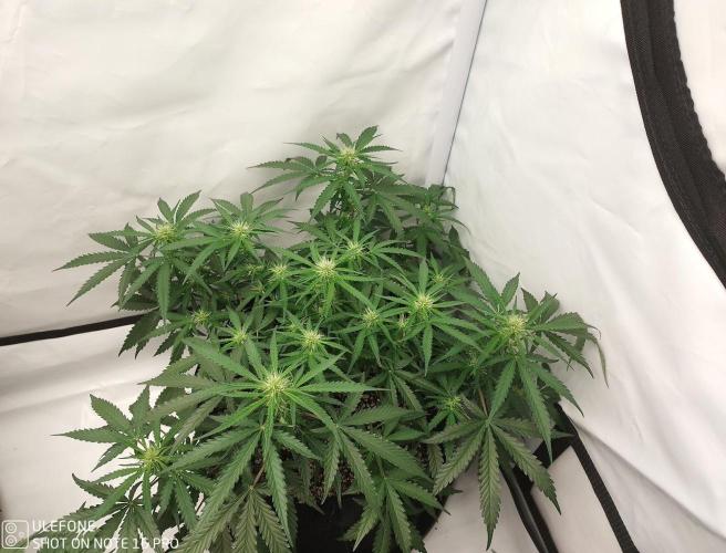 Pineapple OG Auto. Week 5