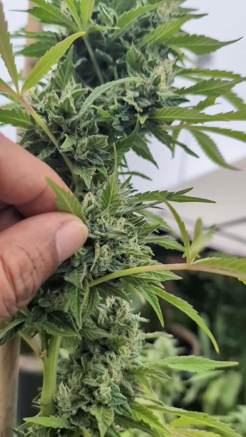 Tropic Orange - Equilibrium Genetics