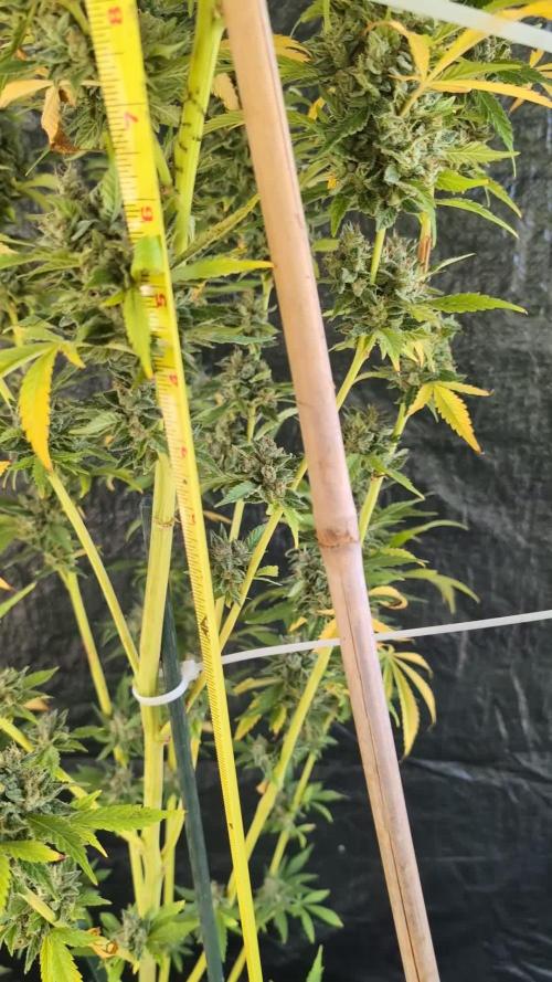 Tropic Orange - Equilibrium Genetics