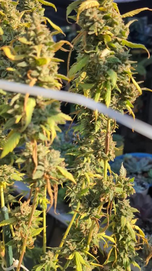 Tropic Orange - Equilibrium Genetics