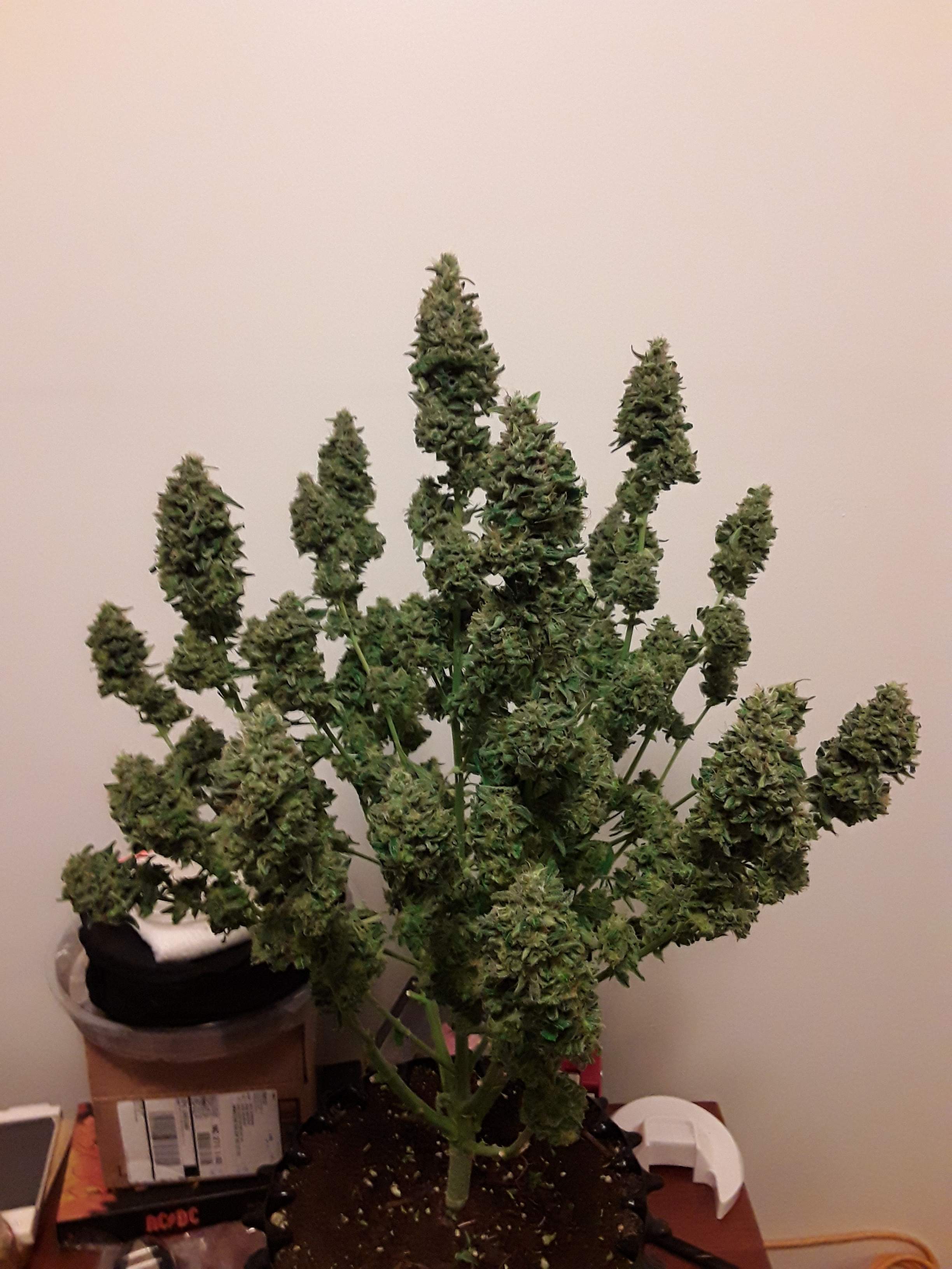 Advanced Seeds Auto Pineapple Glue grow journal harvest11 by GrowDiaries