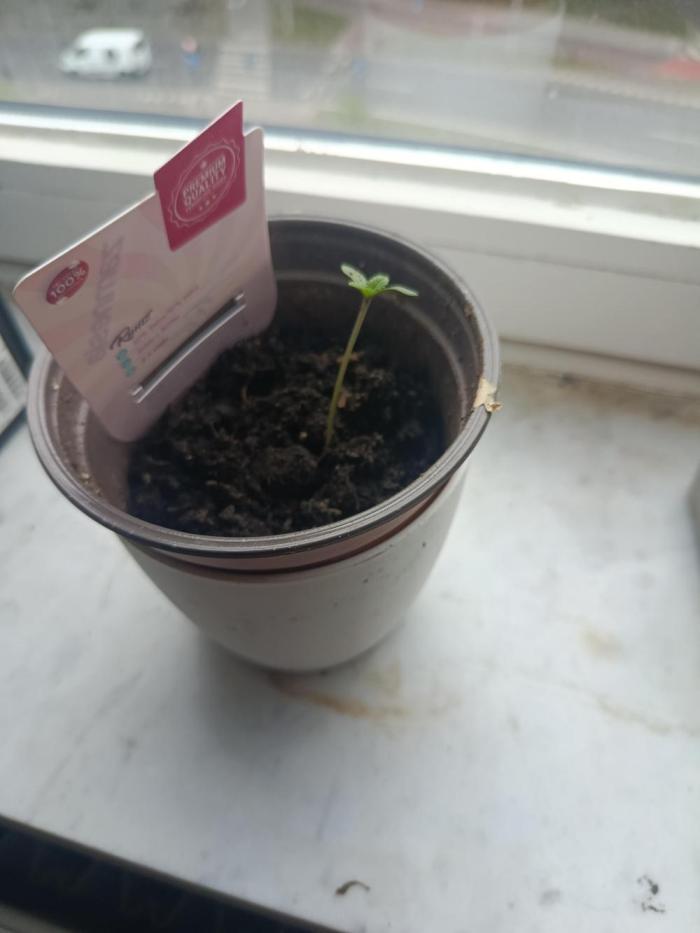 Neighbour gifted 2 seeds. Week 0