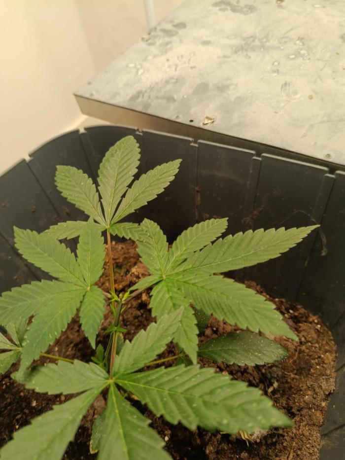 Neighbour gifted 2 seeds. Week 2