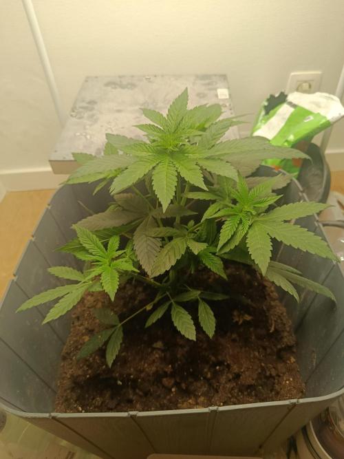 Neighbour gifted 2 seeds. Week 3