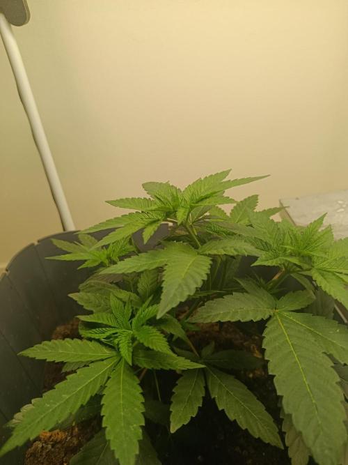 Neighbour gifted 2 seeds. Week 4