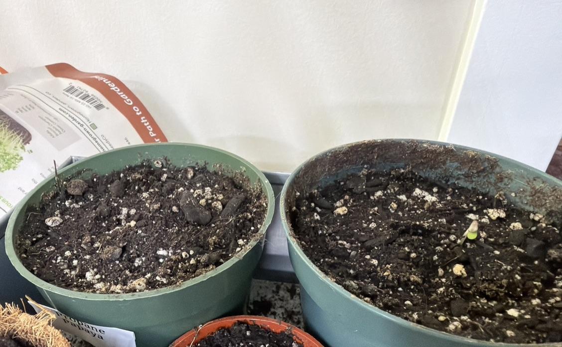 NE Ohio bred Backyard 2026. Week 0 - Melon Milk first to emerge