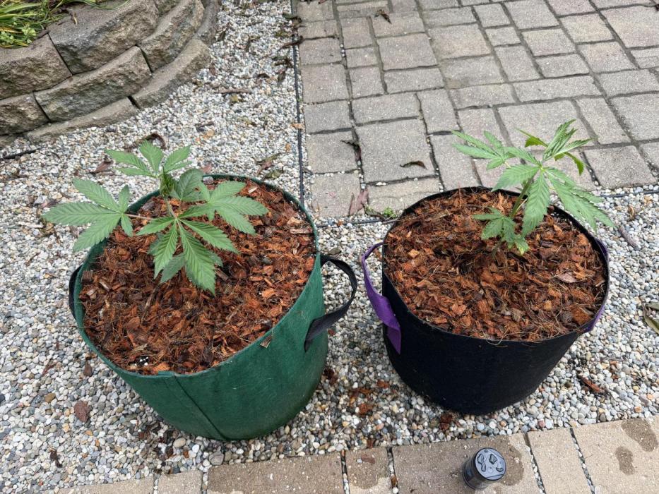 NE Ohio bred Backyard 2026. Week 5 - 27 May 2026