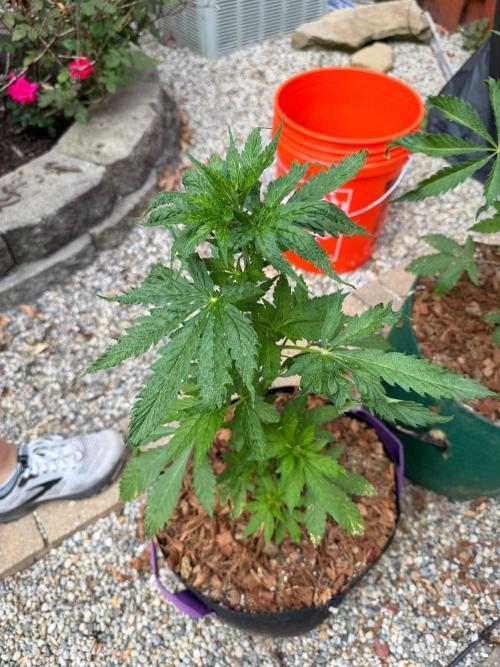 NE Ohio bred Backyard 2026. Week 8 - 08 June 2026