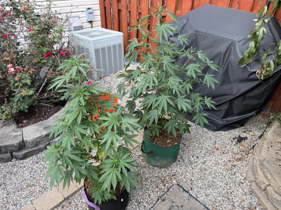 Organic Ohio Strains 2026 Backyard. Week 13 - 15 July 2026

