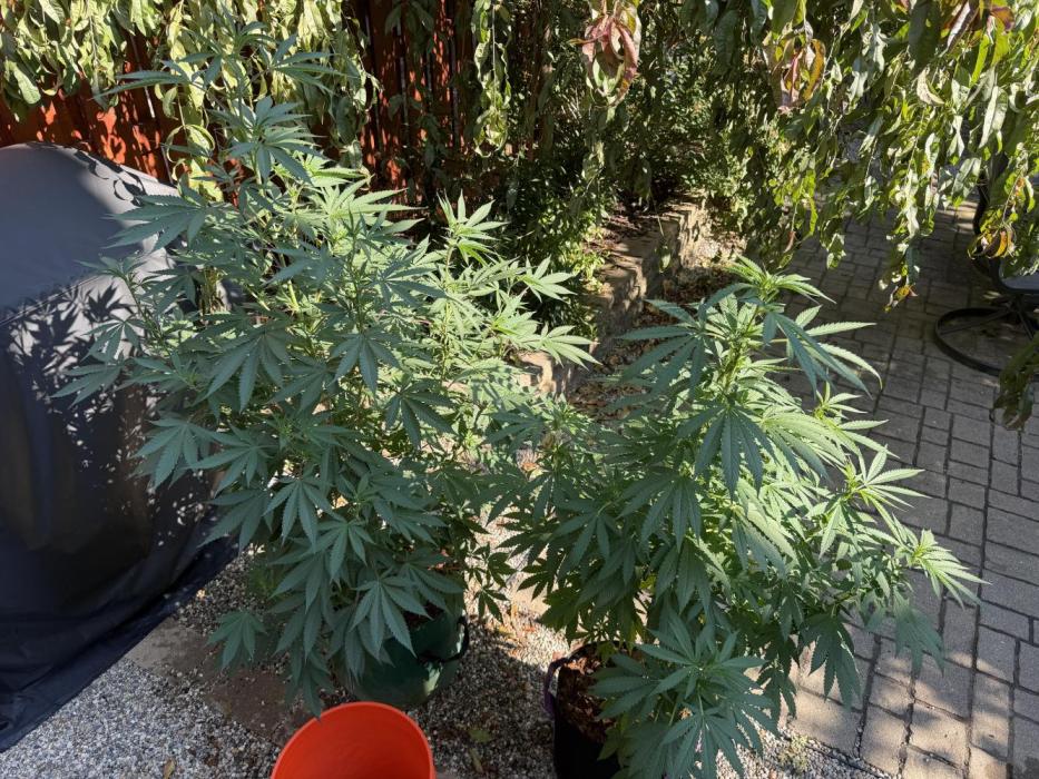 Organic Ohio Strains 2026 Backyard. Week 16 - 04 August 2026