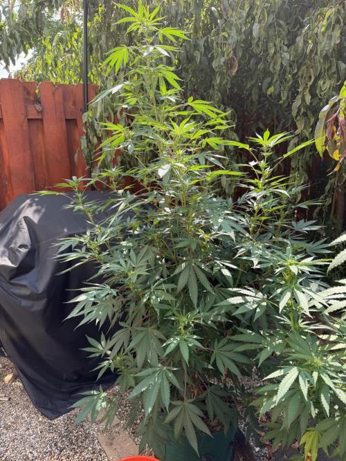 Organic Ohio Strains 2026 Backyard. Week 19 - 22 August 2026