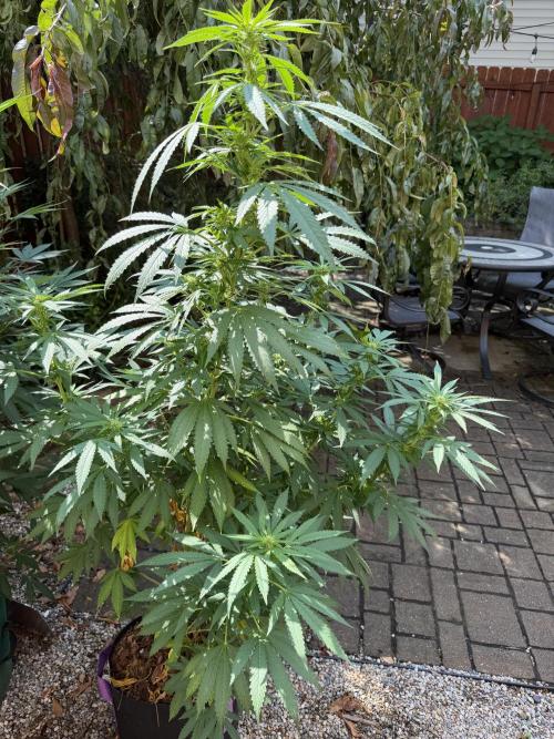 Organic Ohio Strains 2026 Backyard. Week 19 - 22 August 2026