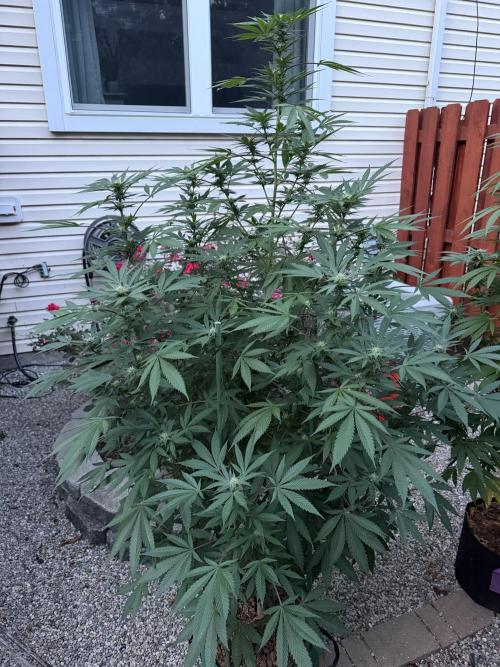 Organic Ohio Strains 2026 Backyard. Week 21 - 01 Septemmber 2026