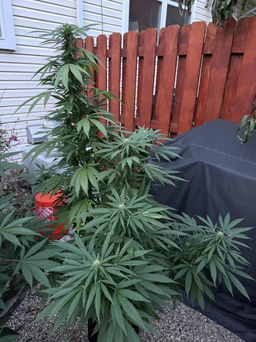 Organic Ohio Strains 2026 Backyard. Week 21 - 01 September 2026