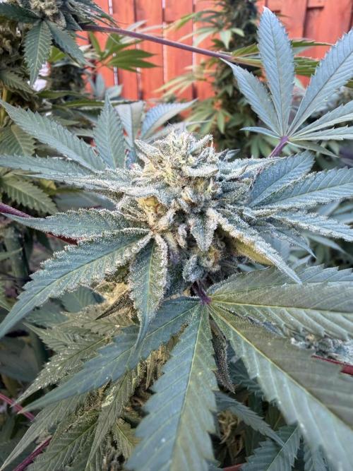 Organic Ohio Strains 2026 Backyard. Week 24 - 25 September 2026
