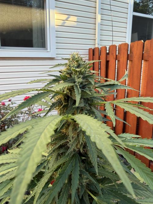 Organic Ohio Strains 2026 Backyard. Week 24 - 25 September 2026