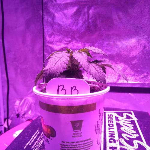 Blueberry. Week 1
