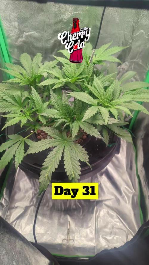 Cherry Cola Side Grow