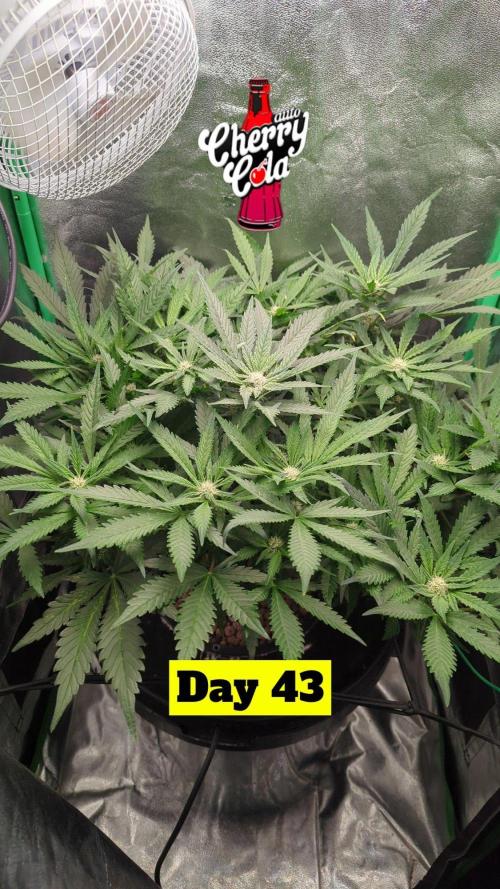 Cherry Cola Side Grow. Week 7