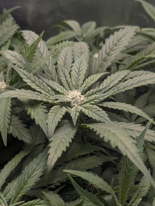 Cherry Cola Side Grow. Week 7