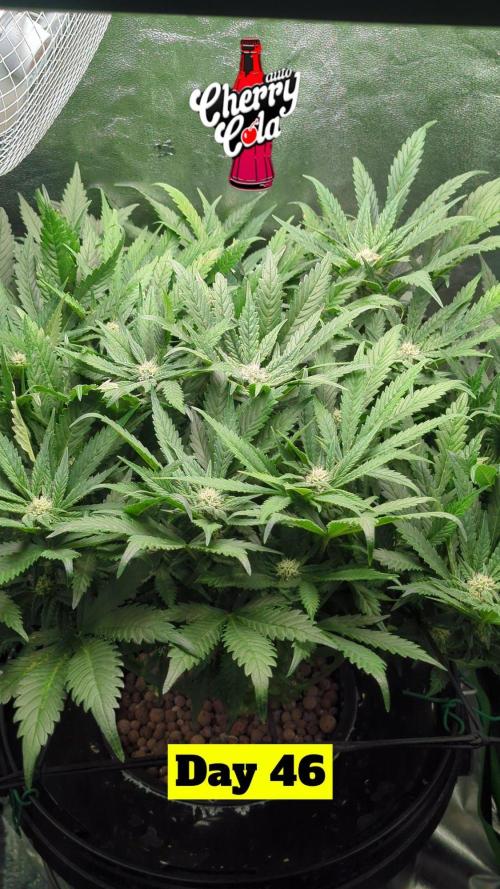 Cherry Cola Side Grow. Week 7